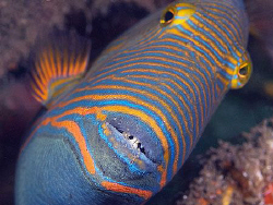 Triggerfish, Secret Bay by Doug Anderson 